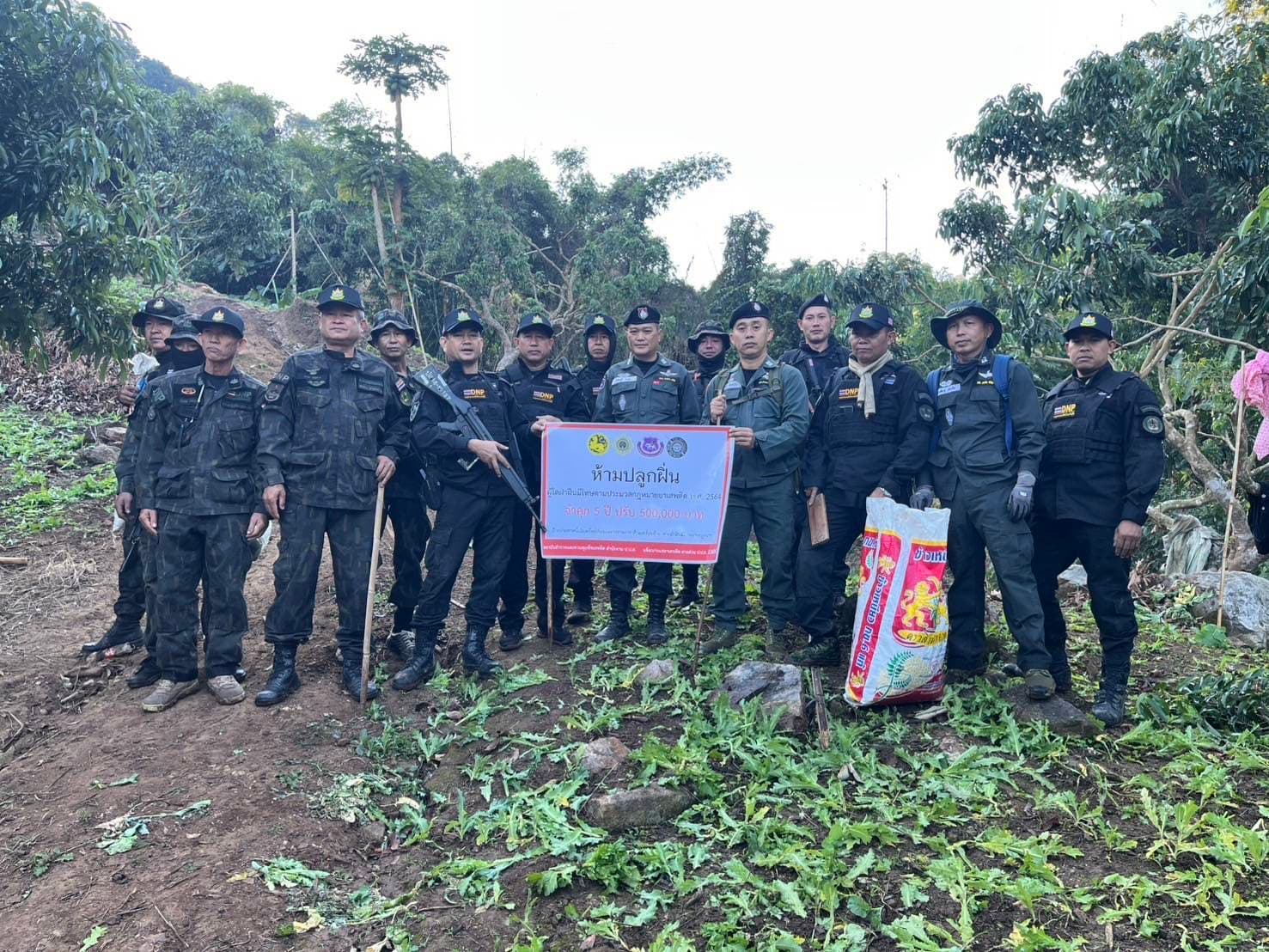 สนธิกำลัง ทำลายตรวจยึดไร่ฝิ่น   เขตติดต่อจังหวัดแพร่-จังหวัดน่าน